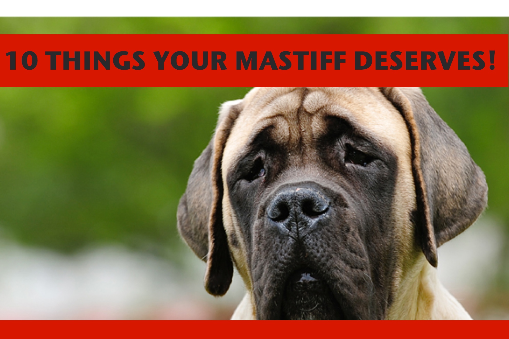 best chew toys for mastiffs